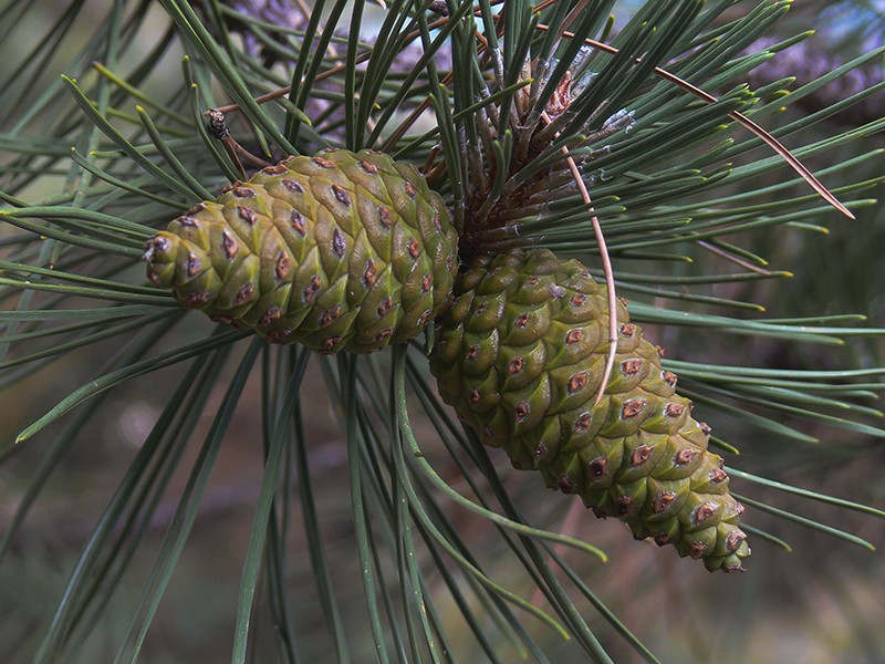 Pinus pinaster - 60 cpsulas de 100 mg E.S.